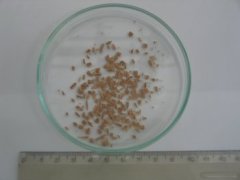 Oak sample - 260 mg